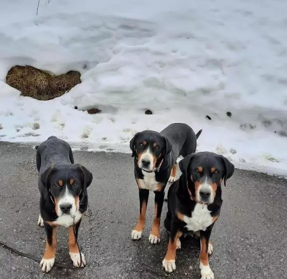 ベッドアンドブレックファースト Ferien In Der Bergwelt Von Adelboden