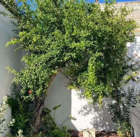 Il Palmento B&b