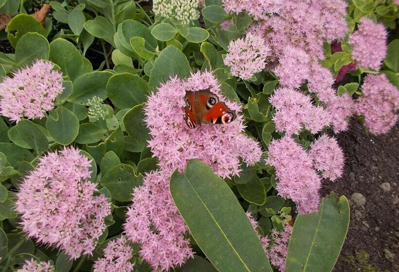 צימר Bed Op De Reth