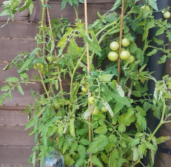 مبيت وإفطار Debonair Bnb @33