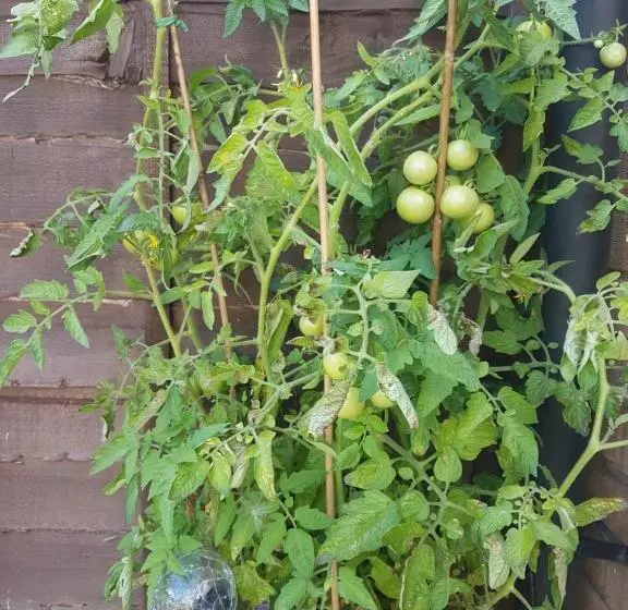 Aamiaismajoitus (B&B) Debonair Bnb @33