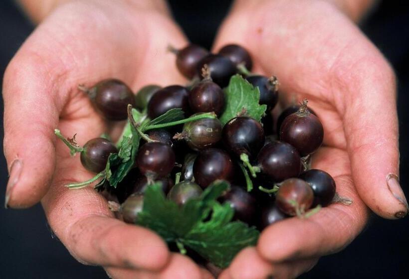 ベッドアンドブレックファースト Pahilleke