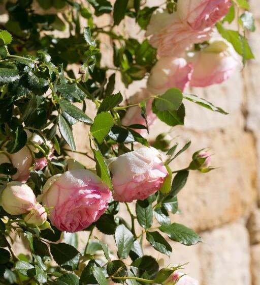 צימר Château De Bois Charmant