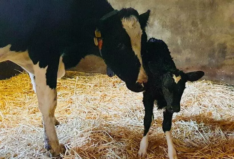 Aamiaismajoitus (B&B) Erve Iemhorst