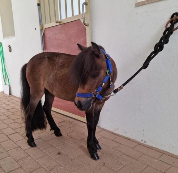 膳宿费 Villa Iole