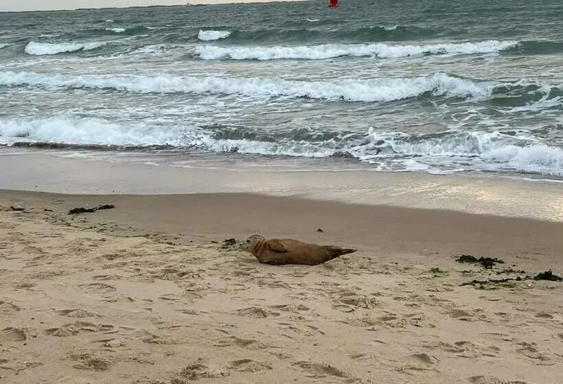 Aamiaismajoitus (B&B) Luxe Prive Kamer   Studio In Villa Aan Zee, Dishoek, Vernieuwd