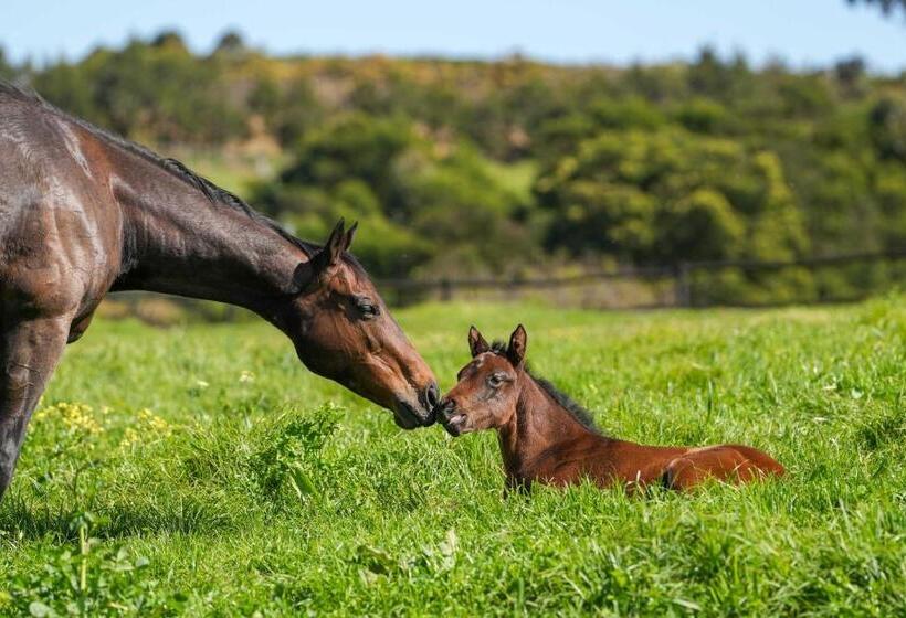 ペンション Hemel  N Aarde Stud