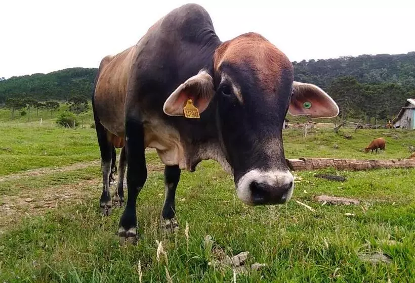 Majatalo Cabanas Fazenda Da Raia