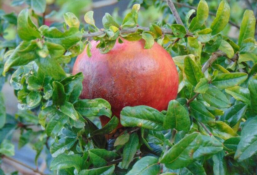 B&b Boladina Experience