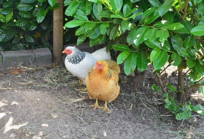 B&b “de Boerlarij”