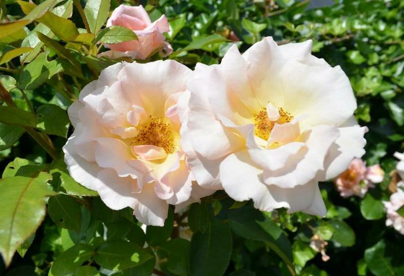 B&b “de Boerlarij”