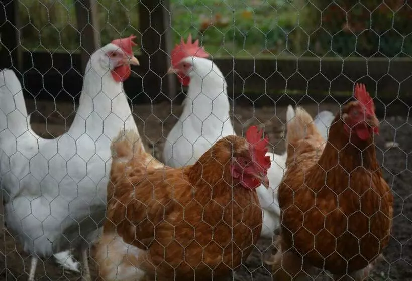 Aamiaismajoitus (B&B) Tijdzat