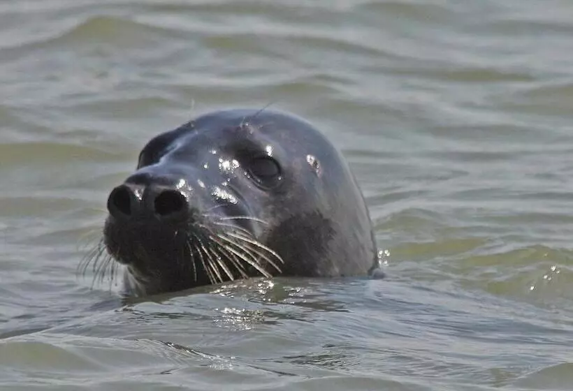 Aamiaismajoitus (B&B) Suite & Wellness