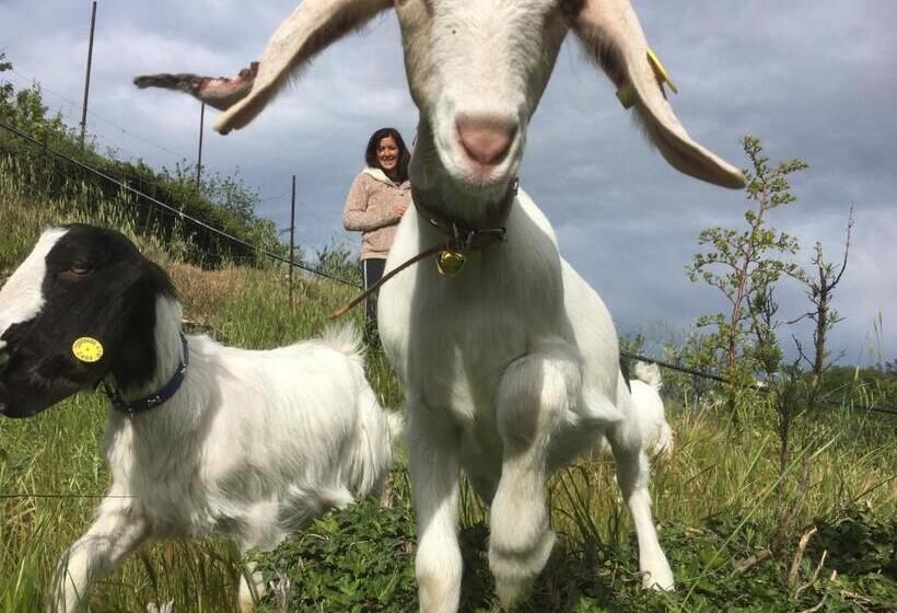 בית מלון כפרי Agriturismo Lavalleggia