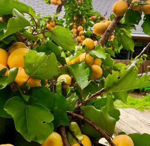 ペンション Feielhof