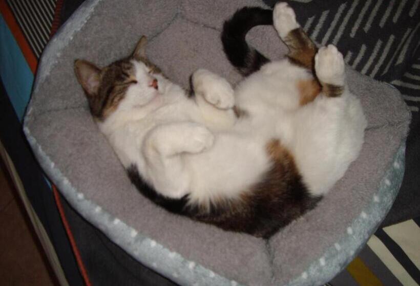 Bed and Breakfast 53bou