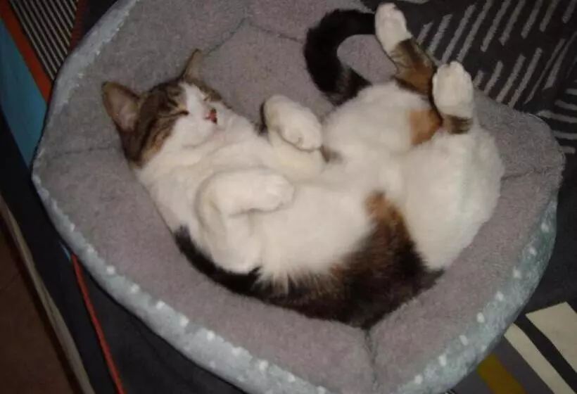 Aamiaismajoitus (B&B) 53bou