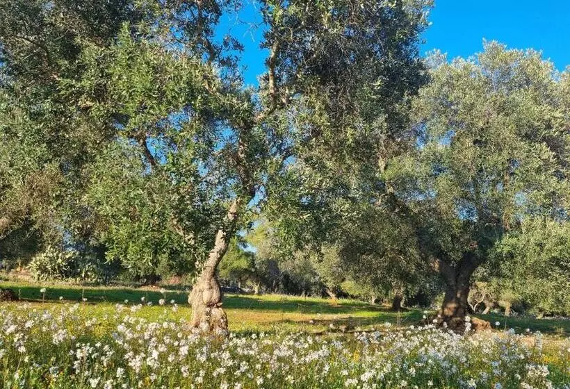 Aamiaismajoitus (B&B) Trulli Di Spinaruta