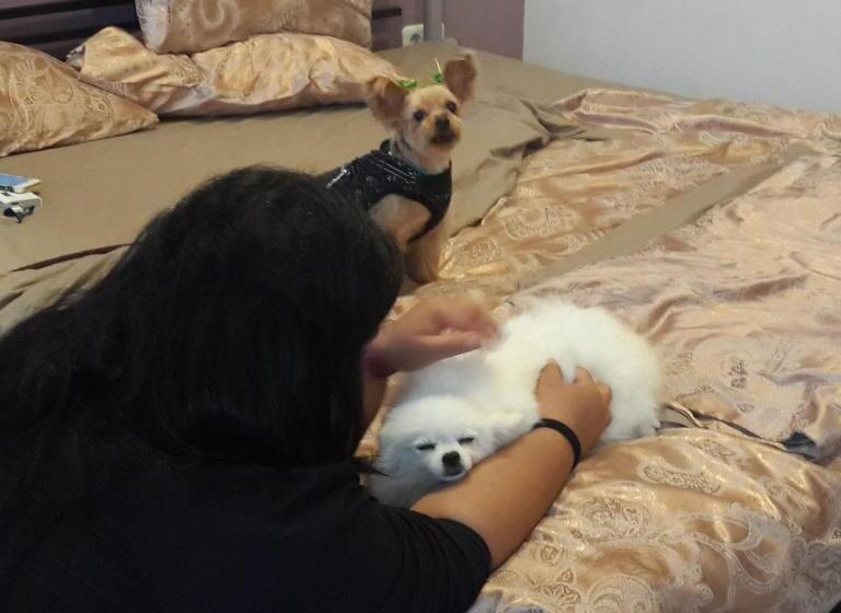 פנסיון Mj S Guesthouse Dog Lovers