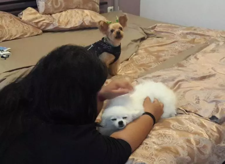 Majatalo Mj S Guesthouse Dog Lovers