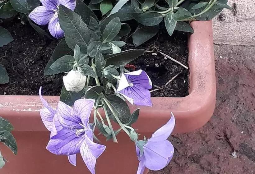 تختخواب و صبحانه L Antico Faro