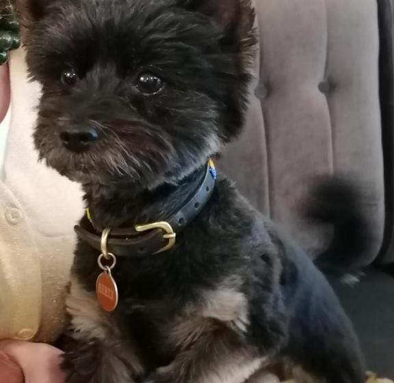 تختخواب و صبحانه Melle Rose à Trouville