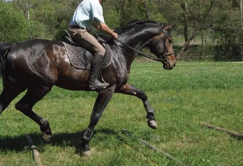 ペンション Bársonyberek Vendégház Bakony