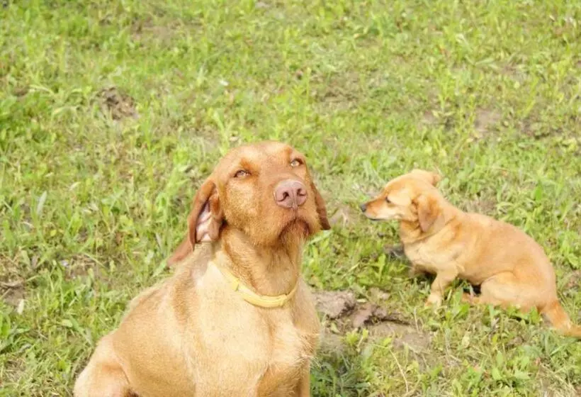 ペンション Bársonyberek Vendégház Bakony