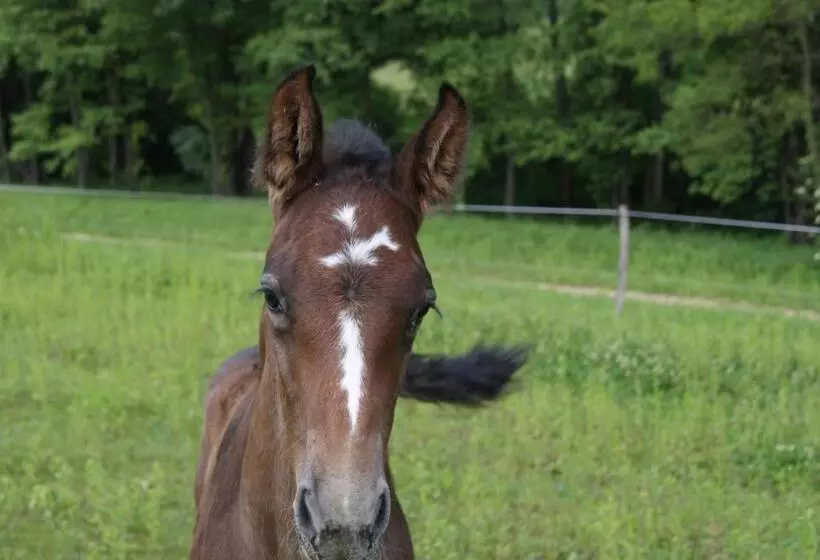 ペンション Bársonyberek Vendégház Bakony