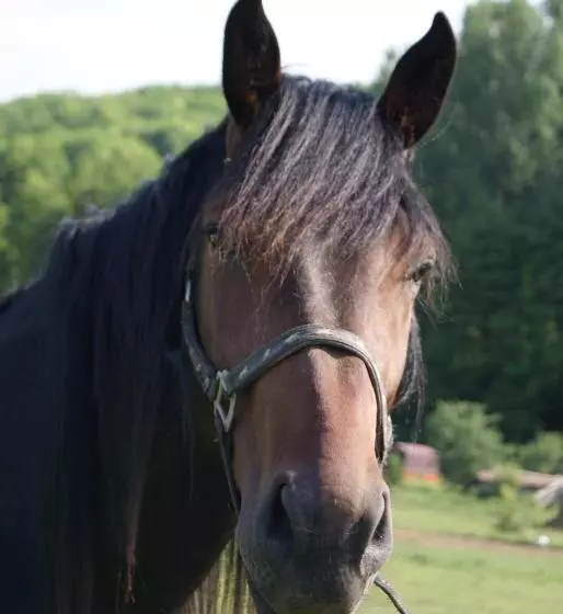 ペンション Bársonyberek Vendégház Bakony