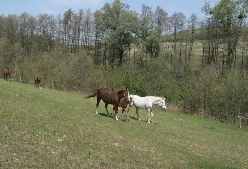 ペンション Bársonyberek Vendégház Bakony