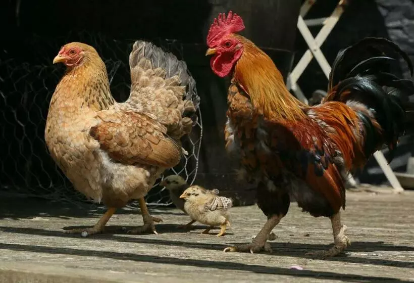 Aamiaismajoitus (B&B) Brook Farmhouse