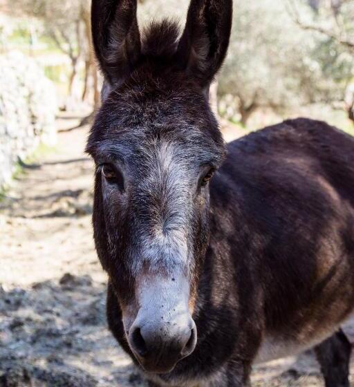 호텔 Agriturismo A Cà Vegia