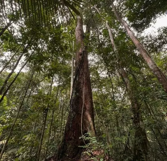 ペンション Ponta Poranga Jungle Lodge