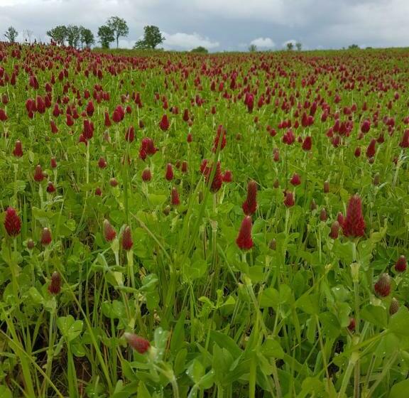 پانسیون La Thibaudiere Glycine