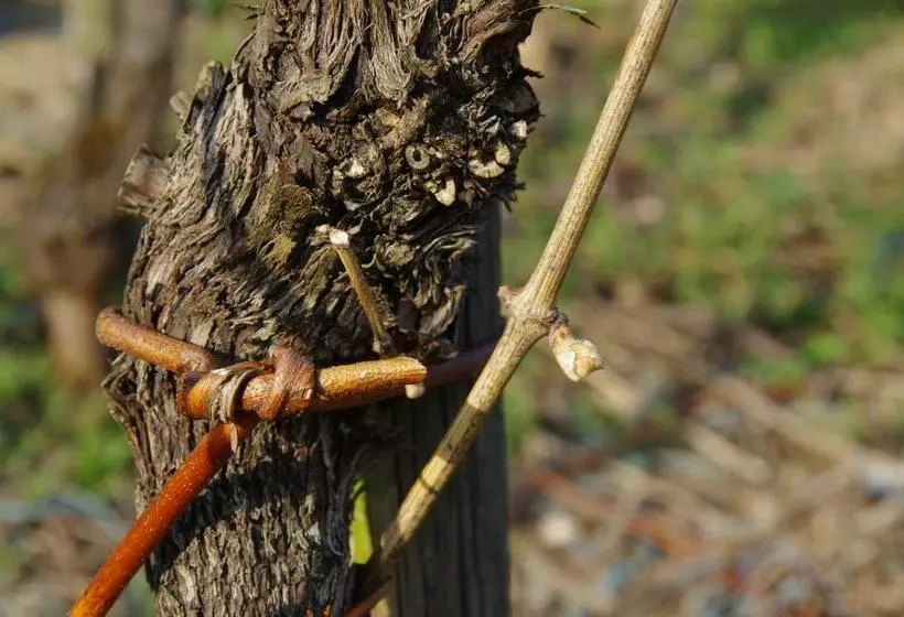 Hotelli Weingut Weich