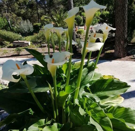 Bed and Breakfast Casa Jetizo