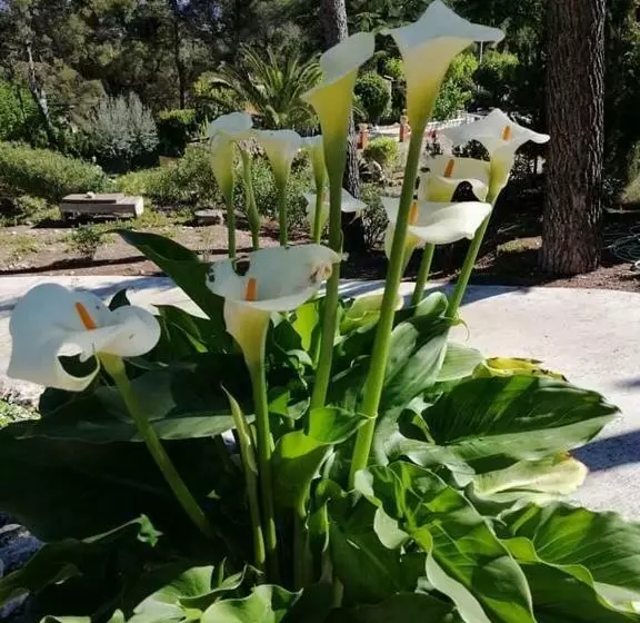 Aamiaismajoitus (B&B) Casa Jetizo