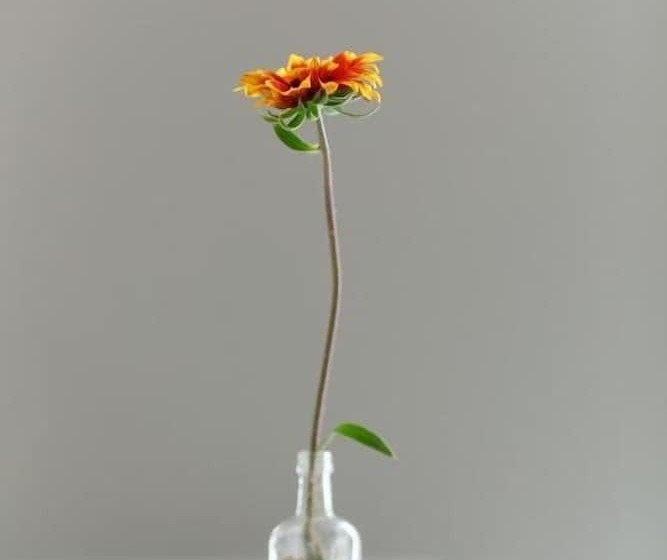 בית מלון כפרי Sofia