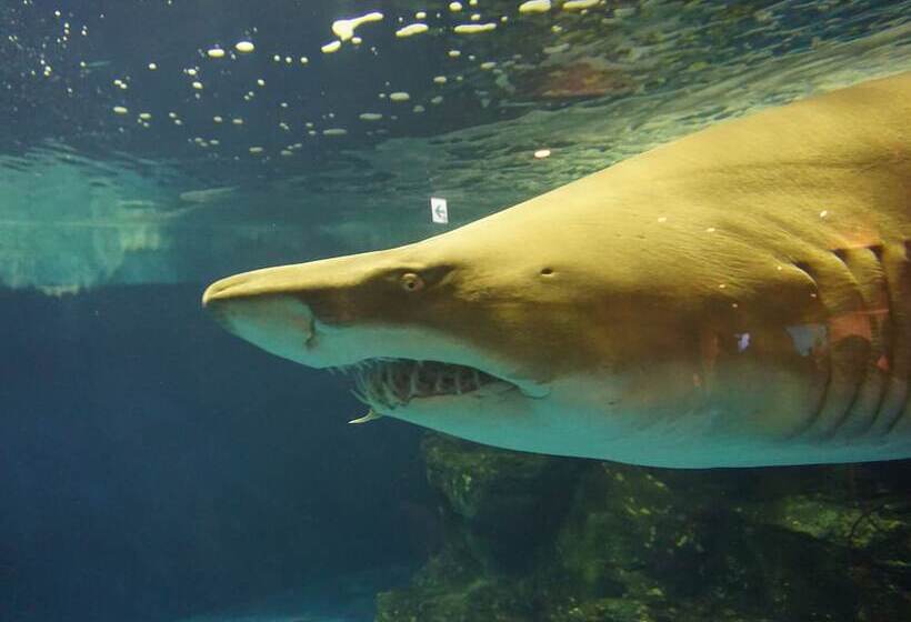 فندق Toyoko Inn Tokyo Shinagawa Aomono-yokocho-eki