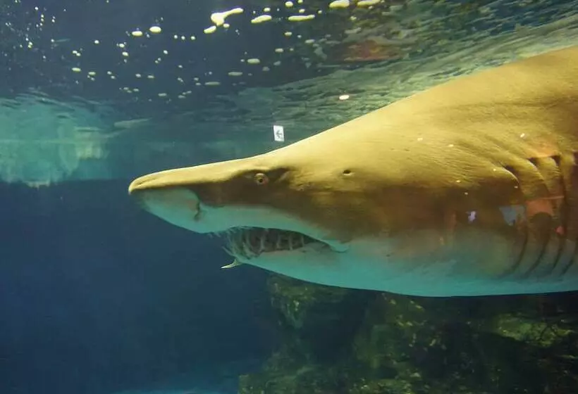 酒店 Toyoko Inn Tokyo Shinagawa Aomono-yokocho-eki