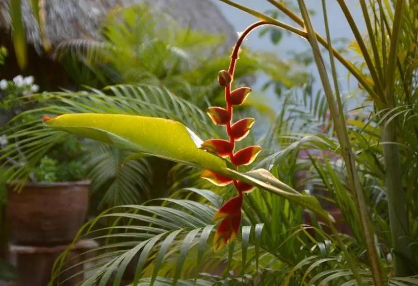 בית מלון כפרי Villa Mozart Y Macondo