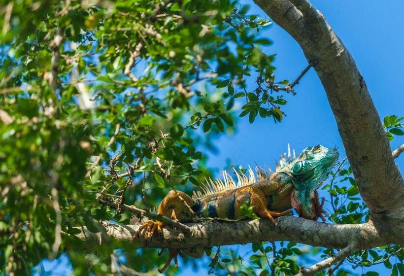 Hotel The Resort At Majahua Palms