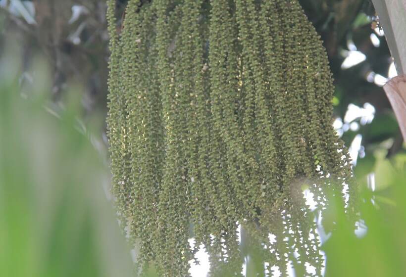 فندق Starry Angkor