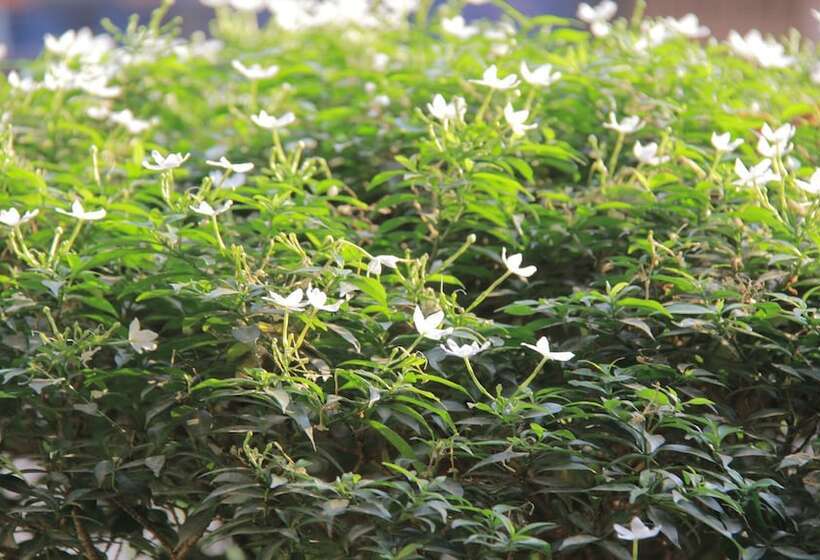 فندق Starry Angkor