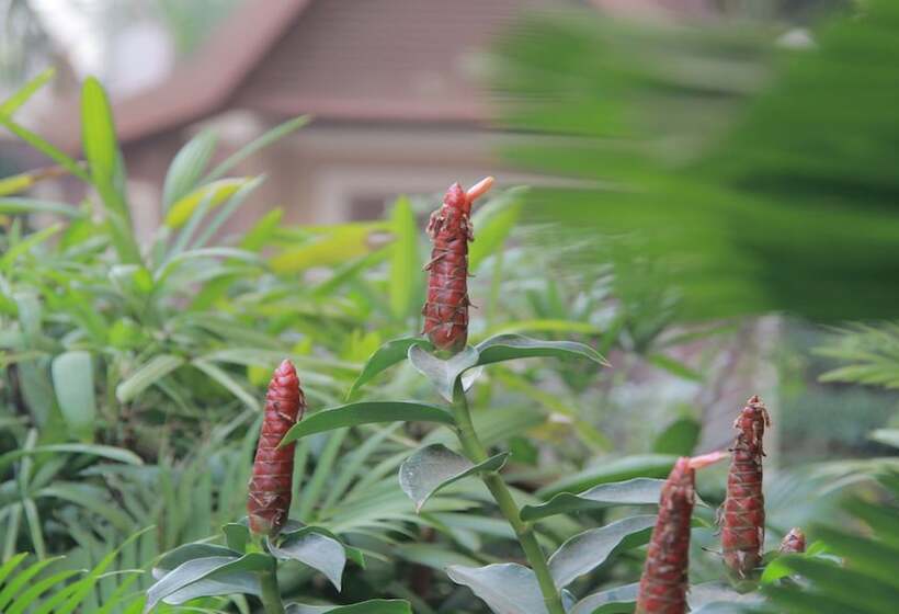 فندق Starry Angkor