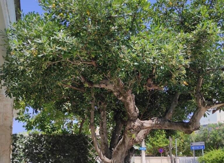 פנסיון Elis...land..