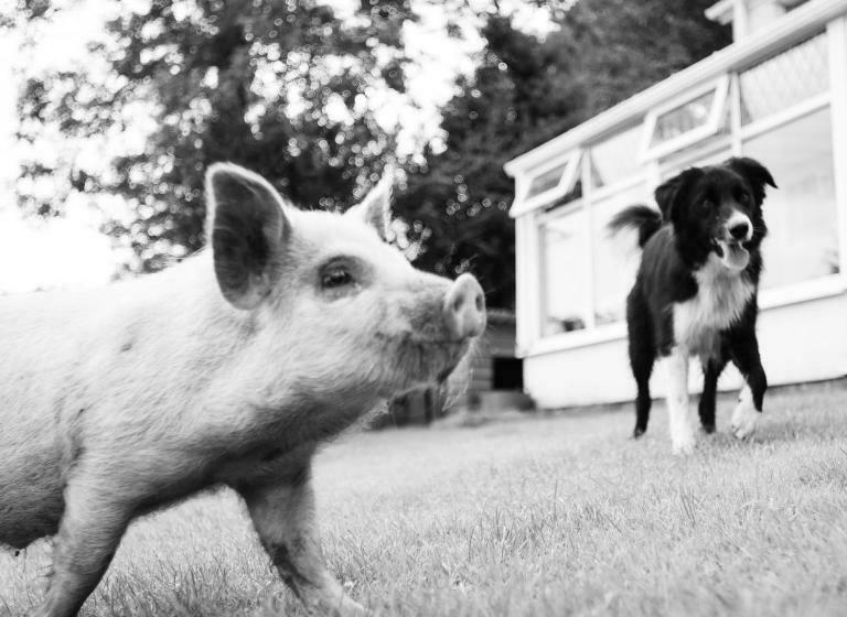 Cwtch Farm Bed & Breakfast