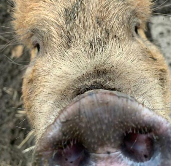 Cwtch Farm Bed & Breakfast