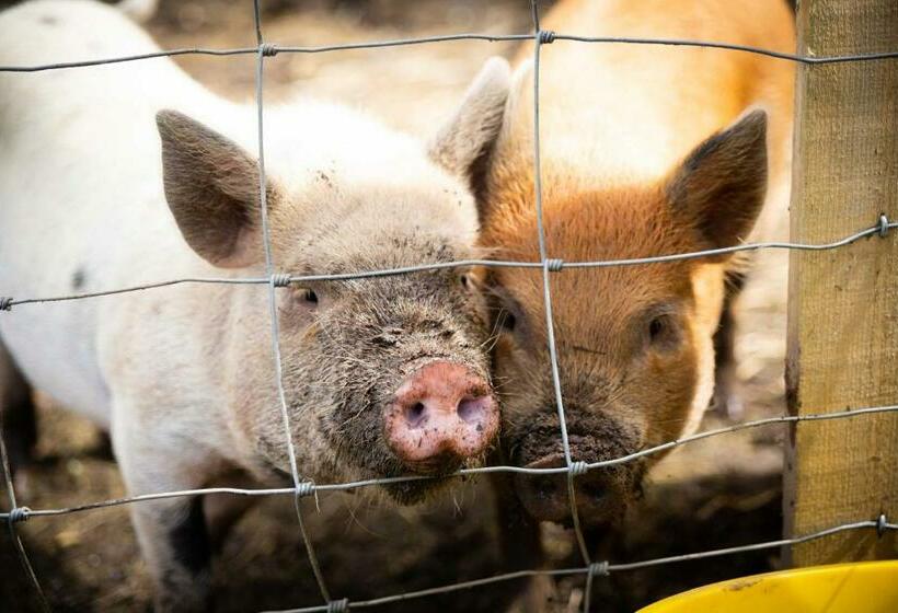 Cwtch Farm Bed & Breakfast